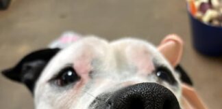 A new pet for Christmas