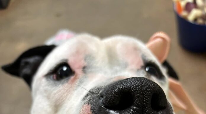 A new pet for Christmas