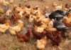 Alabama Cooperative Extension System addresses avian influenza in state