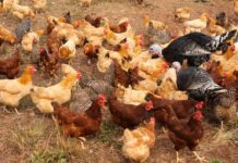 Alabama Cooperative Extension System addresses avian influenza in state