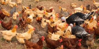 Alabama Cooperative Extension System addresses avian influenza in state