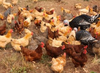 Alabama Cooperative Extension System addresses avian influenza in state