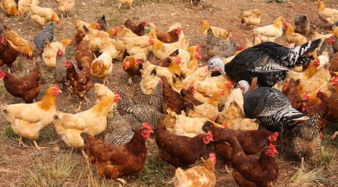 Alabama Cooperative Extension System addresses avian influenza in state