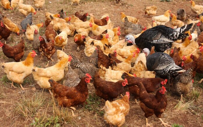 Backyard-chickens-and-turkeys-scaled