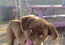 Pet of the Week: Gentle Ben