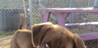 Pet of the Week: Gentle Ben