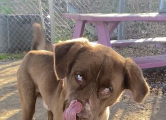 Pet of the Week: Gentle Ben