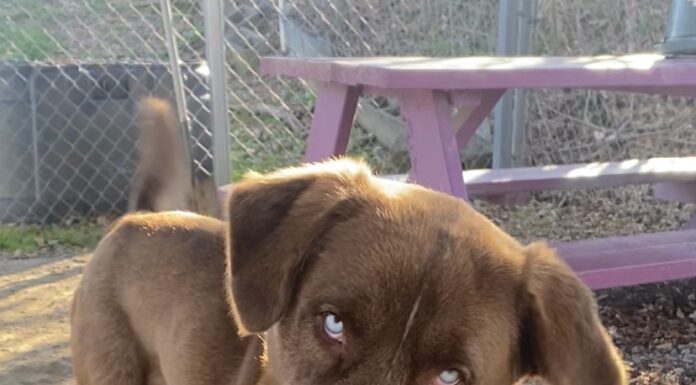 Pet of the Week: Gentle Ben