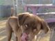 Pet of the Week: Gentle Ben
