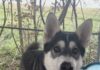 Pet of the Week: Mona Lisa