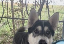 Pet of the Week: Mona Lisa