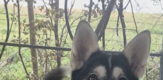 Pet of the Week: Mona Lisa