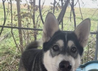 Pet of the Week: Mona Lisa