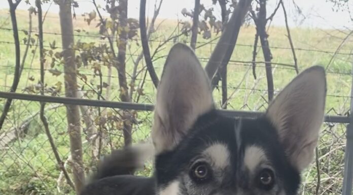 Pet of the Week: Mona Lisa