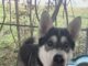 Pet of the Week: Mona Lisa