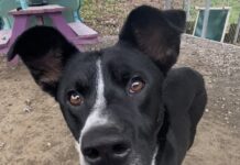 Pet of the Week: Meet Toasty Tot