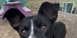 Pet of the Week: Meet Toasty Tot