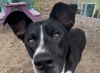 Pet of the Week: Meet Toasty Tot