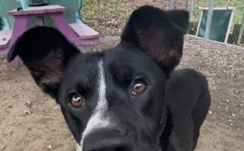 Pet of the Week: Meet Toasty Tot