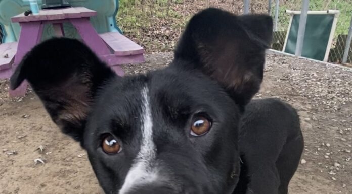 Pet of the Week: Meet Toasty Tot