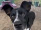 Pet of the Week: Meet Toasty Tot