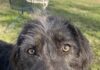 Pet of the Week: Meet the curious Dexter