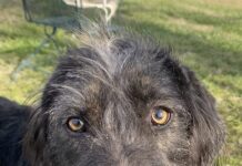 Pet of the Week: Meet the curious Dexter