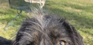 Pet of the Week: Meet the curious Dexter