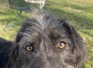 Pet of the Week: Meet the curious Dexter