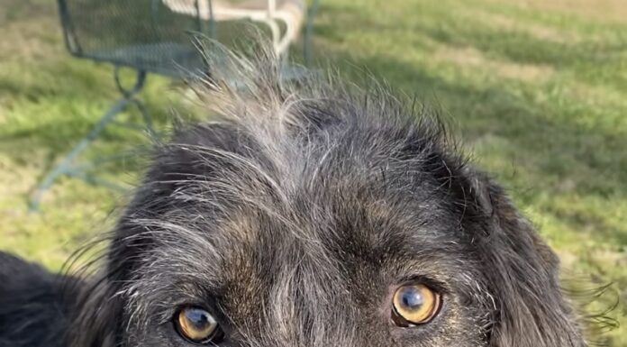 Pet of the Week: Meet the curious Dexter