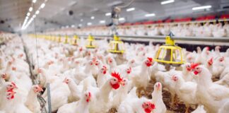 Highly pathogenic avian influenza confirmed in Alabama; over 115K birds killed in Cullman County