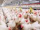 Highly pathogenic avian influenza confirmed in Alabama; over 115K birds killed in Cullman County