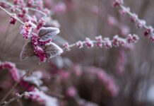 Cullman Power Board, Cullman Electric Cooperative share cold weather guidance (unsplash)