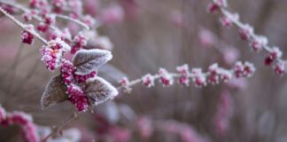 Cullman Power Board, Cullman Electric Cooperative share cold weather guidance (unsplash)