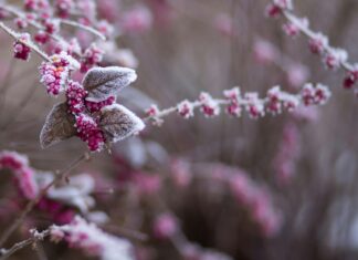 Cullman Power Board, Cullman Electric Cooperative share cold weather guidance (unsplash)