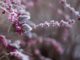 Cullman Power Board, Cullman Electric Cooperative share cold weather guidance (unsplash)