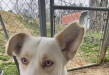 Pet of the Week: Meet Sparkle-Jo