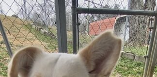 Pet of the Week: Meet Sparkle-Jo