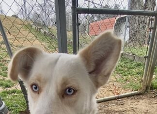 Pet of the Week: Meet Sparkle-Jo