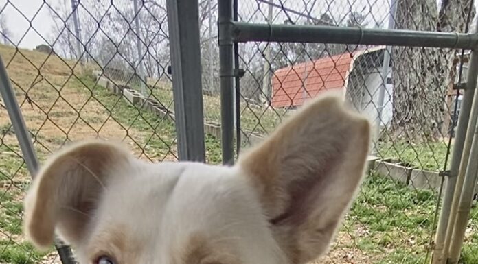 Pet of the Week: Meet Sparkle-Jo