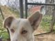 Pet of the Week: Meet Sparkle-Jo