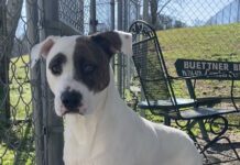 Pet of the Week: Meet Bella the bulldog