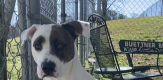 Pet of the Week: Meet Bella the bulldog