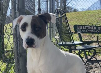 Pet of the Week: Meet Bella the bulldog