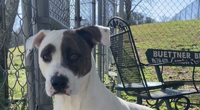 Pet of the Week: Meet Bella the bulldog