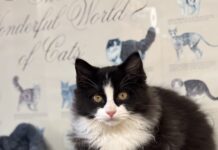 Pet of the Week: It’s Baby!