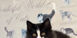 Pet of the Week: It’s Baby!