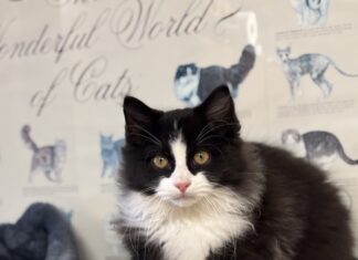 Pet of the Week: It’s Baby!