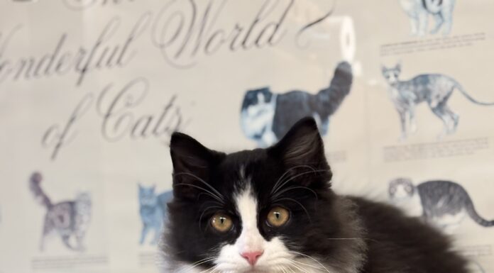 Pet of the Week: It’s Baby!