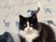 Pet of the Week: It’s Baby!